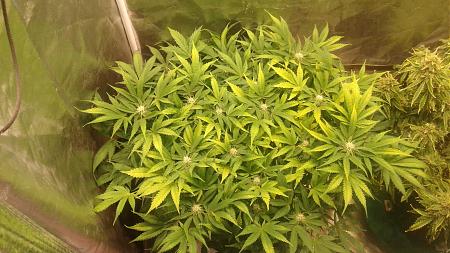 Click image for larger version

Name:	20180711_103021.jpg
Views:	296
Size:	851.3 KB
ID:	225623