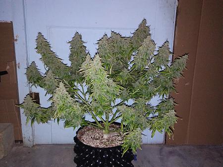 Click image for larger version

Name:	20180714_193019.jpg
Views:	295
Size:	2.83 MB
ID:	226515