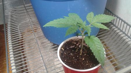 Click image for larger version

Name:	20180712_083457.jpg
Views:	307
Size:	584.0 KB
ID:	225618