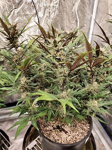 Click image for larger version

Name:	20200209_143901-1209x1612.jpg
Views:	811
Size:	954.6 KB
ID:	374370