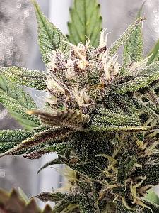 Click image for larger version

Name:	20200209_143958-1209x1612.jpg
Views:	816
Size:	614.3 KB
ID:	374367