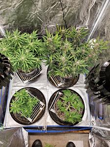 Click image for larger version

Name:	20200209_143828-1209x1612.jpg
Views:	792
Size:	948.8 KB
ID:	374363