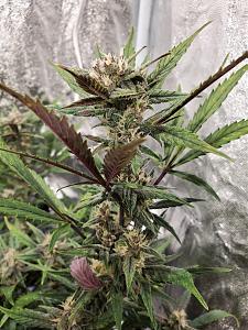 Click image for larger version

Name:	20200209_143939-1209x1612.jpg
Views:	800
Size:	679.0 KB
ID:	374364