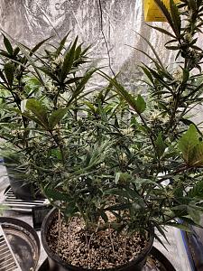 Click image for larger version  Name:	20200204_093919-1209x1612.jpg Views:	0 Size:	929.3 KB ID:	372916