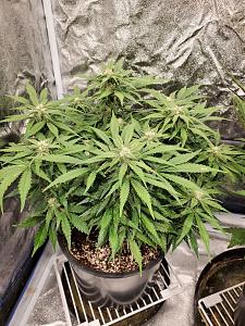 Click image for larger version

Name:	20200209_144008-1209x1612.jpg
Views:	832
Size:	937.5 KB
ID:	374365