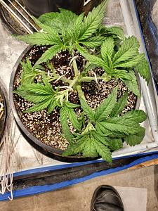 Click image for larger version

Name:	20200209_143841-1209x1612.jpg
Views:	822
Size:	864.1 KB
ID:	374362