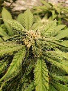 Click image for larger version

Name:	20200209_144014-1209x1612.jpg
Views:	800
Size:	602.1 KB
ID:	374369