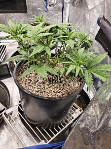 Click image for larger version

Name:	20200119_140053-1209x1612.jpg
Views:	938
Size:	894.4 KB
ID:	367896