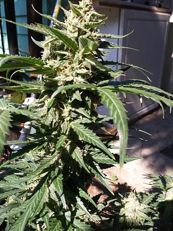 Click image for larger version

Name:	20180724_162248.jpg
Views:	222
Size:	2.93 MB
ID:	229646