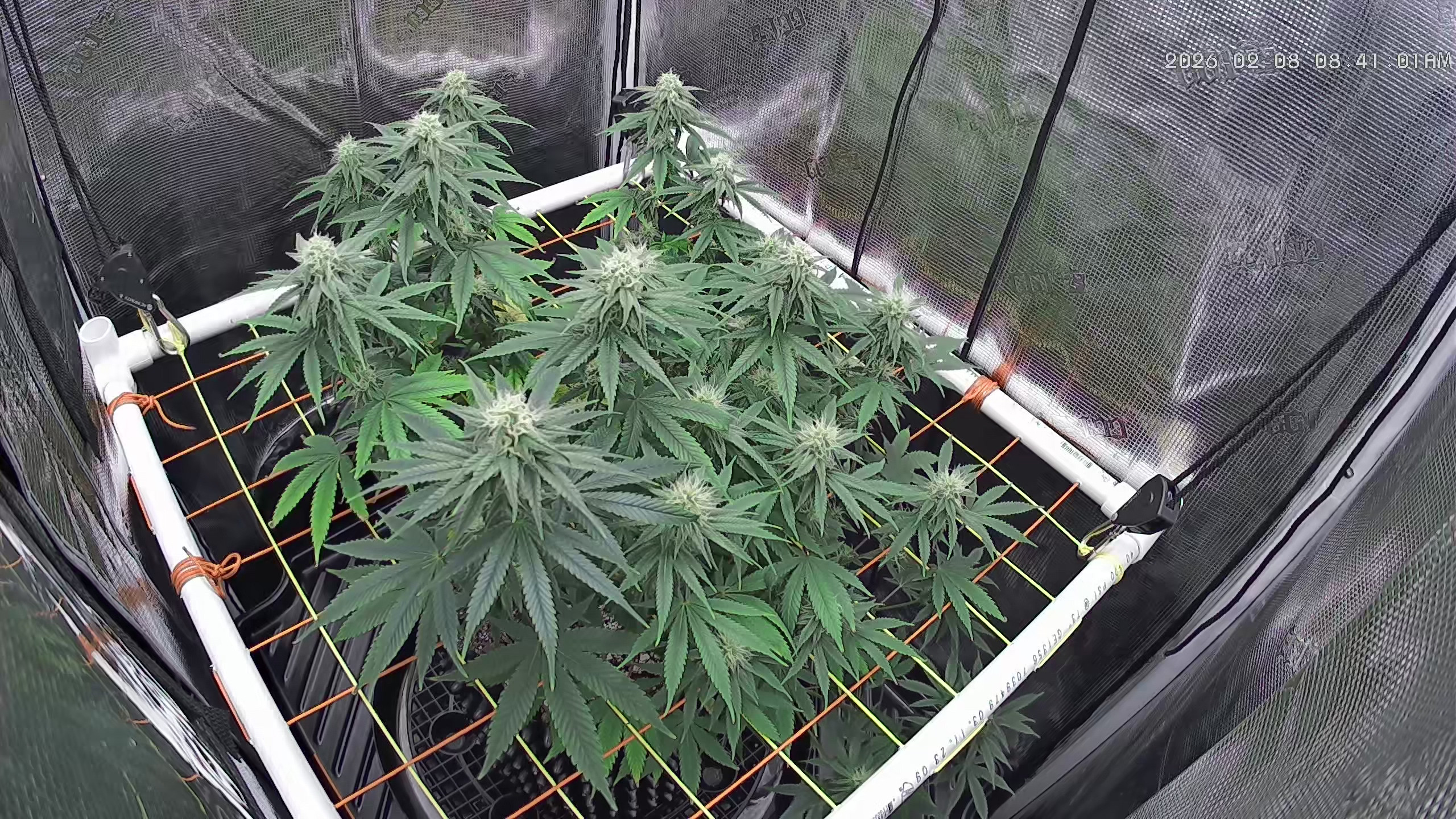 Click image for larger version

Name:	2026-02-08.jpg
Views:	34
Size:	1.39 MB
ID:	662672