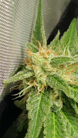 Click image for larger version

Name:	Screenshot_20170224-210454.png
Views:	225
Size:	4.67 MB
ID:	60594