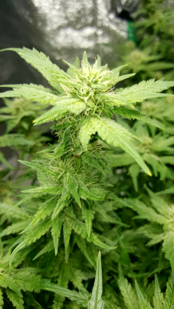 Click image for larger version

Name:	Screenshot_20170219-202932.png
Views:	239
Size:	5.41 MB
ID:	58750