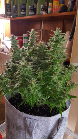 Click image for larger version

Name:	Screenshot_20170224-202729.png
Views:	244
Size:	4.31 MB
ID:	60586