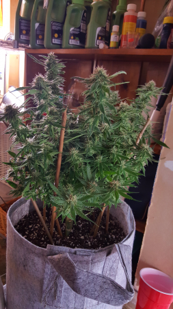 Click image for larger version

Name:	Screenshot_20170224-202741.png
Views:	226
Size:	4.94 MB
ID:	60588