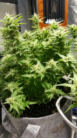 Click image for larger version

Name:	Screenshot_20170219-202909.png
Views:	251
Size:	6.27 MB
ID:	58747