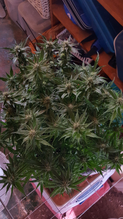 Click image for larger version

Name:	Screenshot_20170224-202810.png
Views:	238
Size:	5.86 MB
ID:	60589