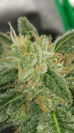 Click image for larger version

Name:	Screenshot_20170224-060458.png
Views:	250
Size:	5.01 MB
ID:	60595