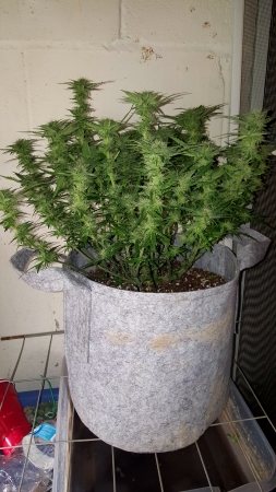 Click image for larger version

Name:	Screenshot_20170219-202905.png
Views:	263
Size:	5.67 MB
ID:	58746