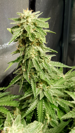 Click image for larger version

Name:	Screenshot_20170224-213853.png
Views:	237
Size:	5.65 MB
ID:	60591