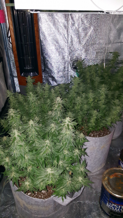 Click image for larger version

Name:	Screenshot_20170224-202713.png
Views:	229
Size:	6.32 MB
ID:	60585