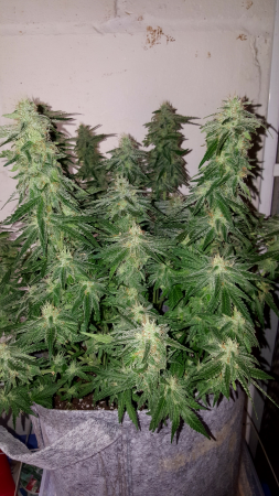 Click image for larger version

Name:	Screenshot_20170219-202913.png
Views:	252
Size:	6.18 MB
ID:	58748