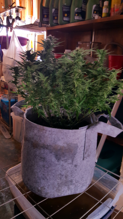 Click image for larger version

Name:	Screenshot_20170224-202830.png
Views:	239
Size:	4.41 MB
ID:	60590