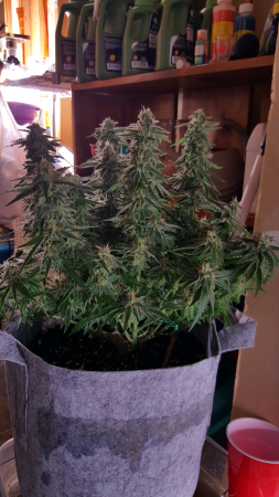 Click image for larger version

Name:	Screenshot_20170224-202735.png
Views:	230
Size:	4.70 MB
ID:	60587