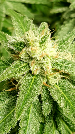 Click image for larger version

Name:	Screenshot_20170224-210522.png
Views:	227
Size:	5.19 MB
ID:	60596