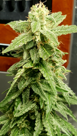 Click image for larger version

Name:	Screenshot_20170224-210430.png
Views:	230
Size:	4.67 MB
ID:	60592