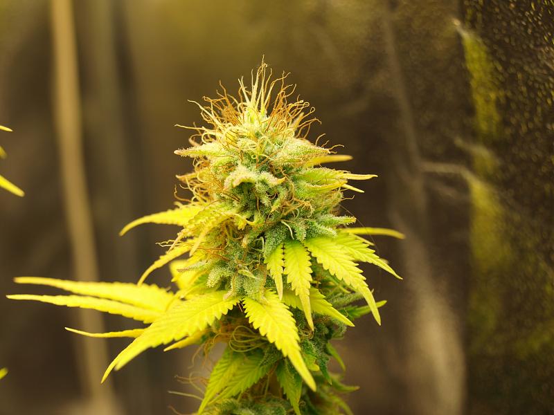 Click image for larger version

Name:	22.01.19 #7.JPG
Views:	328
Size:	1.49 MB
ID:	285807