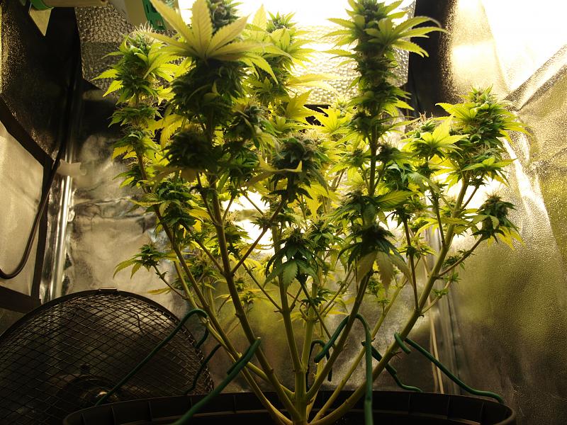 Click image for larger version

Name:	18.01.19 #2.JPG
Views:	314
Size:	1.95 MB
ID:	284732