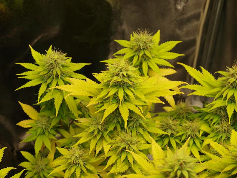 Click image for larger version

Name:	11.01.19 #2.JPG
Views:	328
Size:	1.57 MB
ID:	283184