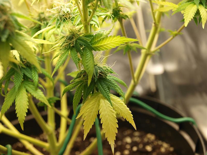 Click image for larger version

Name:	18.01.19 #8.JPG
Views:	317
Size:	1.57 MB
ID:	284733