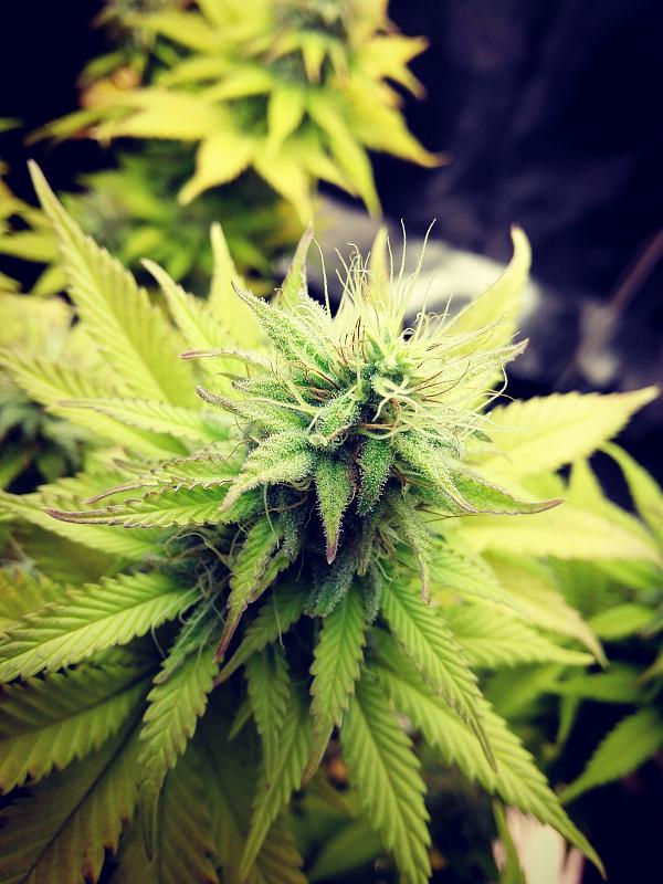 Click image for larger version

Name:	15.01.19 #1.jpg
Views:	320
Size:	2.34 MB
ID:	284135