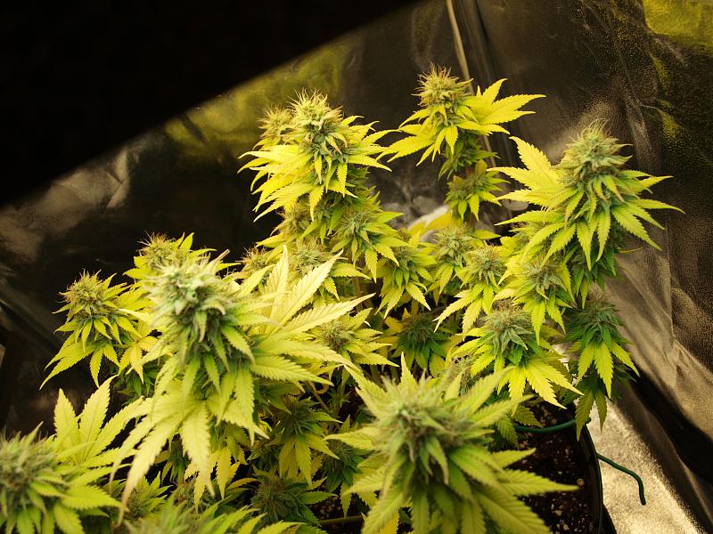 Click image for larger version

Name:	18.01.19 #7.JPG
Views:	326
Size:	1.85 MB
ID:	284731