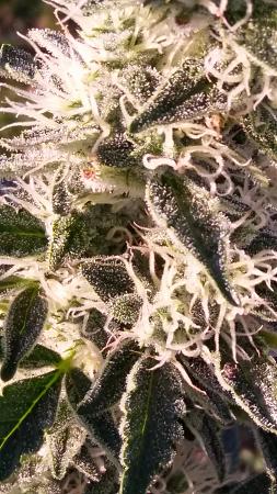 Click image for larger version

Name:	20170401_181302.jpg
Views:	271
Size:	4.77 MB
ID:	74650