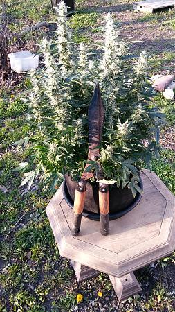 Click image for larger version

Name:	20170401_181747.jpg
Views:	285
Size:	8.82 MB
ID:	74649