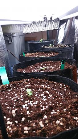 Click image for larger version

Name:	20170331_062207.jpg
Views:	265
Size:	5.01 MB
ID:	73988