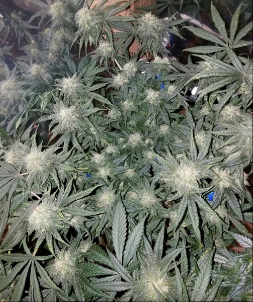 Click image for larger version

Name:	Jan 24 update Jack Herer.jpg
Views:	504
Size:	329.6 KB
ID:	47238