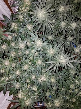 Click image for larger version

Name:	Jan 24 update flower room top.jpg
Views:	545
Size:	304.7 KB
ID:	47236