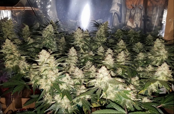 Click image for larger version

Name:	Jan 31 update flower room 2.jpg
Views:	590
Size:	246.2 KB
ID:	50561