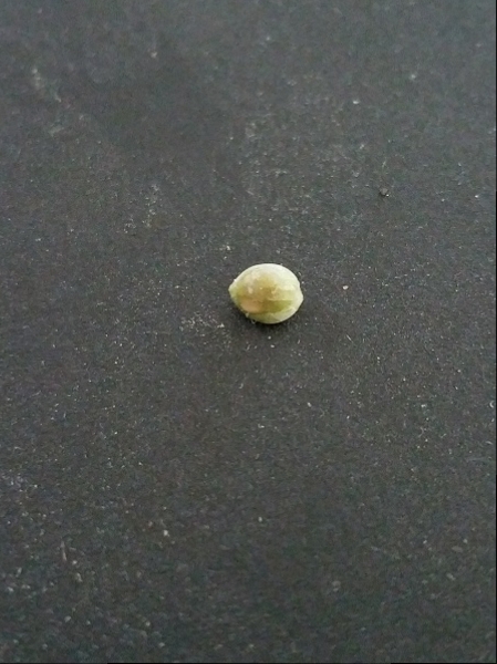 Click image for larger version

Name:	Jan 31 update seed.jpg
Views:	524
Size:	186.7 KB
ID:	50575