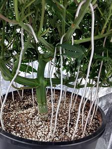 Click image for larger version

Name:	IMG_20190202_103851942_HDR-1382x1843.jpg
Views:	481
Size:	755.7 KB
ID:	288659