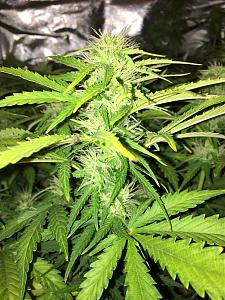 Click image for larger version

Name:	4CC02311-BBDD-4033-81DD-96CC9D092407.jpeg
Views:	472
Size:	1.81 MB
ID:	288690