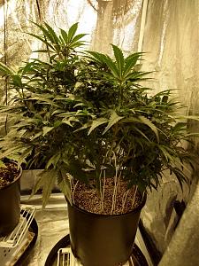 Click image for larger version

Name:	IMG_20190202_103840941_HDR-1382x1843.jpg
Views:	492
Size:	846.3 KB
ID:	288658