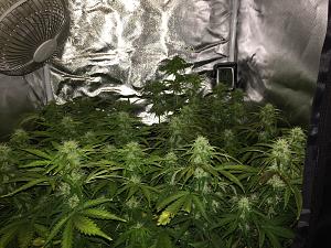 Click image for larger version

Name:	45B8AF5E-9B31-4B98-802F-7897D1C80FEF.jpeg
Views:	496
Size:	2.22 MB
ID:	288689