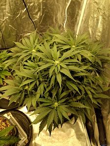 Click image for larger version

Name:	IMG_20190202_103825416-1382x1843.jpg
Views:	481
Size:	682.0 KB
ID:	288654