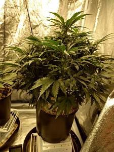 Click image for larger version

Name:	IMG_20190202_103831466_HDR-1382x1843.jpg
Views:	483
Size:	567.1 KB
ID:	288657