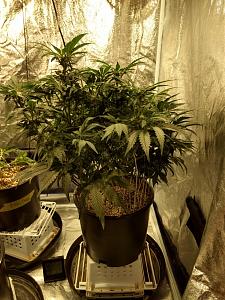 Click image for larger version

Name:	IMG_20190202_105725707_HDR-1382x1843.jpg
Views:	456
Size:	790.9 KB
ID:	288656