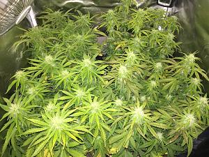 Click image for larger version

Name:	6BB741EC-4015-4807-9048-FA4C4AA48952.jpeg
Views:	477
Size:	1.01 MB
ID:	288688